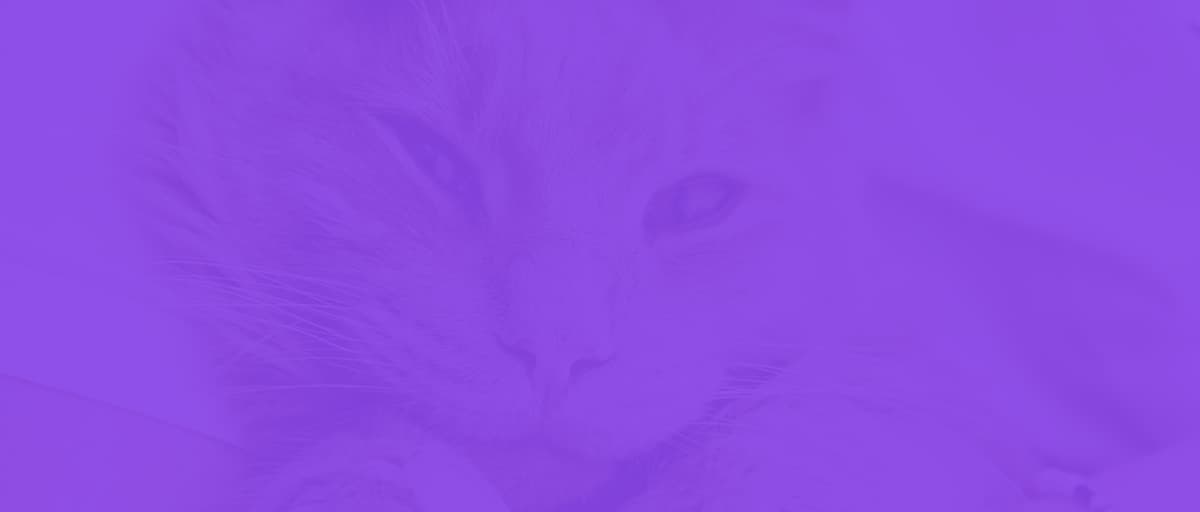 Chat to an Online Vet Only £14.99 UK Licensed Vets PocketVet